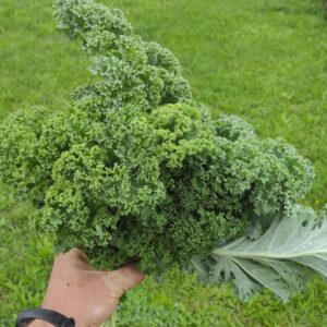 Jarmuż tradycyjny pęczek