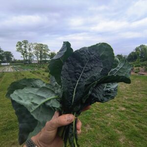 Jarmuż toskański pęczek